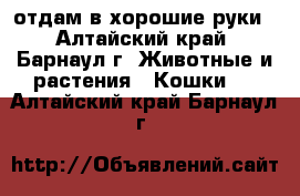 отдам в хорошие руки - Алтайский край, Барнаул г. Животные и растения » Кошки   . Алтайский край,Барнаул г.